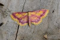 Idaea muricata
