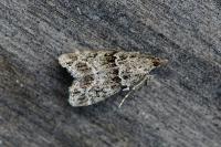 Scoparia