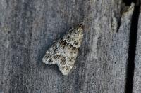 Scoparia