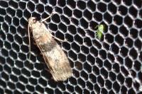 Sciota rhenella