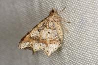 Macaria alternata