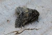 Gluphisia crenata