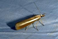 Catoptria bolivari