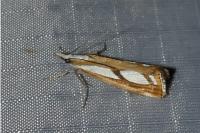 Catoptria gr. permutatellus