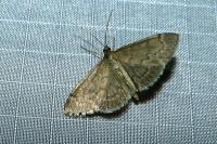 Anania fuscalis