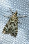 Eudonia laetella