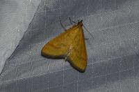 Mecyna flavalis