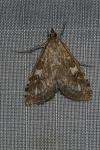 Udea olivalis