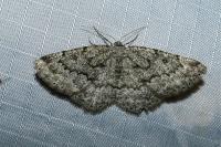 Charissa ambiguata herbuloti