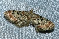 Eupithecia abietaria