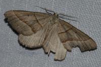 Scotopteryx luridata/mucronata