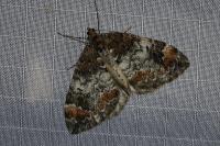 Dysstroma truncata