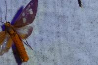 Dysauxes famula
