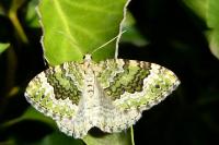 Colostygia olivata