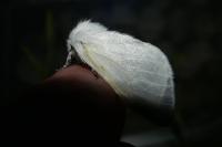 Leucoma salicis