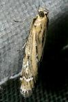 Pempeliella ornatella