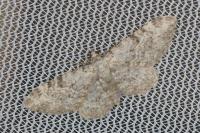 Eupithecia impurata