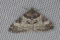 Perizoma obsoletata obsoletata