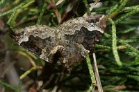 Eulithis prunata