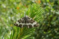 Epirrhoe tristata