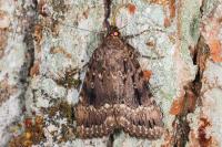 Amphipyra pyramidea