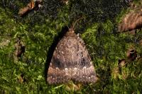Amphipyra pyramidea