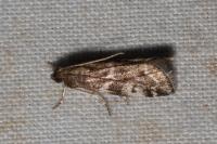 Assara terebrella