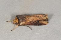 Axylia putris