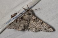 Biston betularia