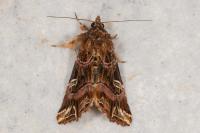 Callopistria juventina