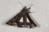 Catephia alchymista