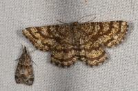 Ematurga atomaria