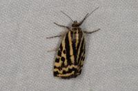 Emmelia trabealis