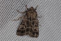 Sideridis reticulata