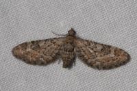 Eupithecia