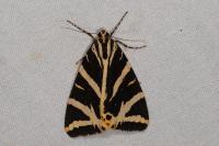Euplagia quadripunctaria