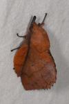 Gastropacha quercifolia
