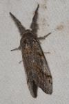Gynaephora fascelina
