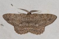 Hypomecis punctinalis