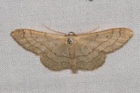 Idaea aversata