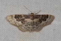 Idaea rusticata