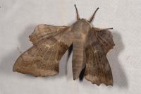 Laothoe populi