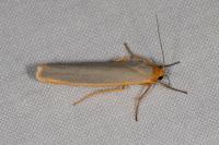 Manulea complana