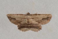 Menophra abruptaria