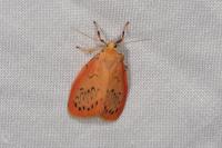 Miltochrista miniata
