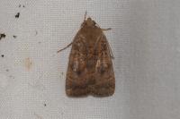 Noctua interjecta