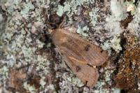 Noctua pronuba
