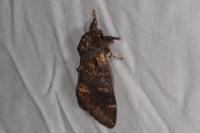Notodonta dromedarius