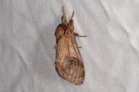 Notodonta ziczac