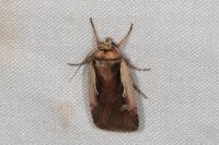 Ochropleura plecta